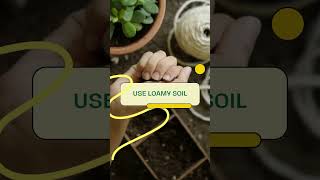 Asparagus Fern Plant Care Tips [upl. by Stambaugh]