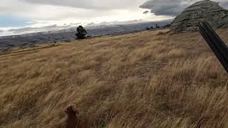 Working Cocker Spaniel Owen hunting rabbits 120624 [upl. by Yenar96]