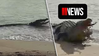 Crocodile eats two beached sharks [upl. by Tuesday]