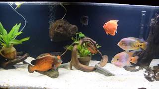 Astronotus spawning Vieja synspila Severum red spotted Jack Dempsey Salvini [upl. by Llecrup]