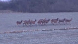 Jagd Rotwild 2016 Sau auf der Pirsch erlegt [upl. by Leopoldine]