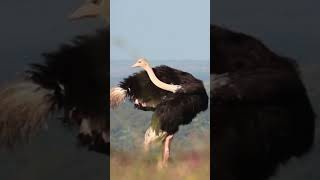 Ostrich Sounds A Collection of Rare and Soothing Sounds [upl. by Jar737]