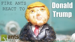 Fire Ants React to Donald Trump Time Lapse [upl. by Ffilc]