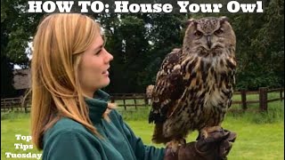 TOP TIPS How To House Your OWL Owl Aviary Feeding Your Owl Where to Fly Your Owl amp More [upl. by Formenti]