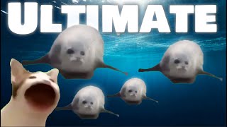 Bouncing Seals ULTIMATE 2022 [upl. by Apthorp]