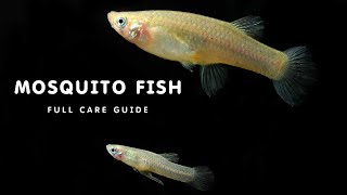 ALL ABOUT MOSQUITO FISH  MOSQUITO FISH CARE GUIDE  HOW TO KEEP MOSQUITO FISH IN AQUARIUM [upl. by Flight198]