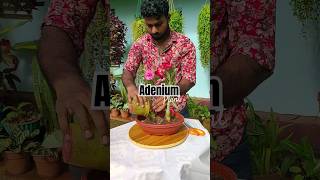 How to Grow Adenium Plants  Best Way  Desert Rose adenium repotting adenium [upl. by Chevy]