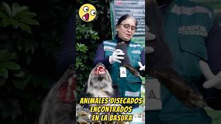 TIRARON miles de ANIMALES disecados a la BASURA [upl. by Kurtz]