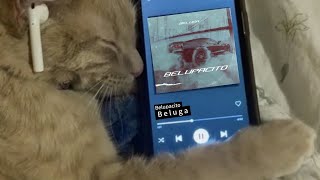 Belupacito song 🎵 Artist Beluga song music cat beluga tunzi0010 [upl. by Lukey]