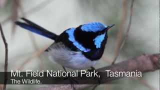 Mt Field National Park Tasmanian wilderness Platypus Native Hen Silver Eye [upl. by Pachston]