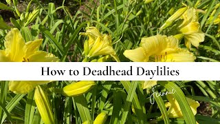 How to Deadhead Daylilies [upl. by Halian386]