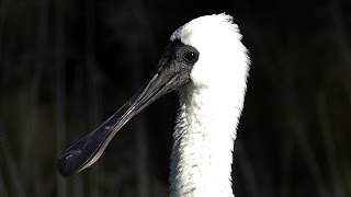 Royal Spoonbill Platalea regia [upl. by Lebaron]