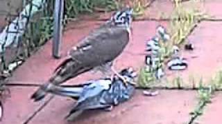 sparrowhawk snaps pigeons neck [upl. by Brezin]