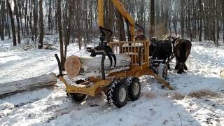 Draft horses logging [upl. by Helbona948]