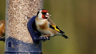 How to Attract Birds to Your GardenTutorial [upl. by Eldora]