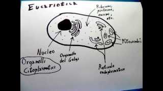 Pillole di Biologia 1 Cellula Eucariota e Procariota [upl. by Enyak]