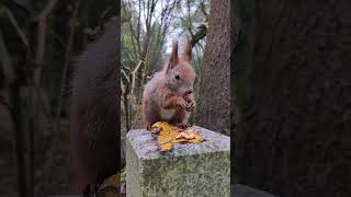 🐿Wiewiórka🍁🐿 shorts wiewiórka squirrel redsquirrel wildsquirrel jesień autumn [upl. by Aiynat295]