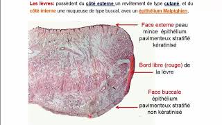 Histologie de lappareil digestif  Pr A Fakhri [upl. by Vito]