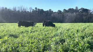 Heifers grazing at Blackville SC [upl. by Suravaj]