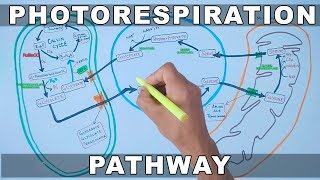 Photorespiration Pathway [upl. by Yelyk319]