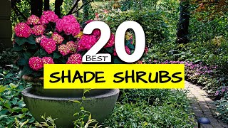 20 Colorful ShadeLoving Shrubs to Transform Your Garden [upl. by Eidnam851]