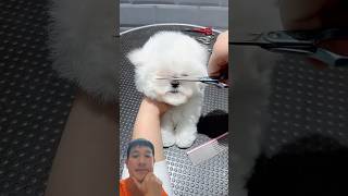 Reaction cute dog dog doghome cute handsomepet pets puppy pomeranian doglover [upl. by Yllom]