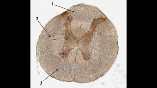 Histologi läkarprogrammet t2 CNS PNS och muskler [upl. by Hplodnar]