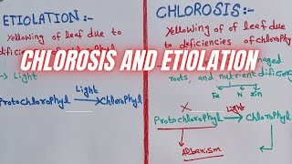 Etiolation and chlorosis  difference between chlorosis and etiolation [upl. by Annol91]