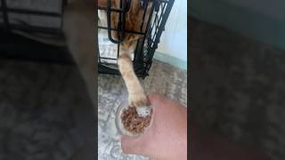 Our new kitten is grabbing my bowl of food pet tabby catworld [upl. by Flor]