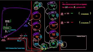 Lipoproteins Part 7 of 7  HDL High Density Lipoprotein [upl. by Welton]