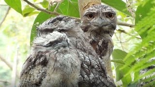 Living with Tawny Frogmouths [upl. by Shaughnessy693]