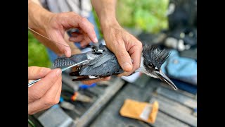 Uncovering the Mysterious Belted Kingfisher [upl. by Lesde]