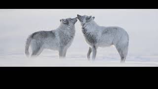 Teaser Cinéconcert  Fragments et Variations Sauvages  Vincent MUNIER x ROUGGE [upl. by Anema2]