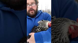 Pepper is not the smartest pepper hens chicken chickens farmer farmers farming farms farm [upl. by Dumond243]