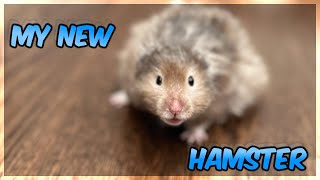 Meet My NEW Hamster [upl. by Clevey]