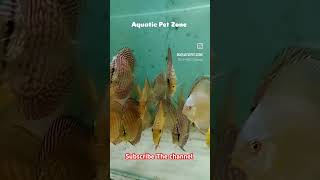 MALAYSIAN DISCUS FISH  AQUATIC PET ZONE  kolkata Aquarium shop communitytank aquariumshop [upl. by Ashlee]