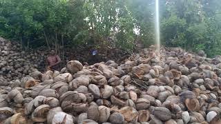 Semi Husked Coconut for Export  Contact 9739288319 [upl. by Asyla643]