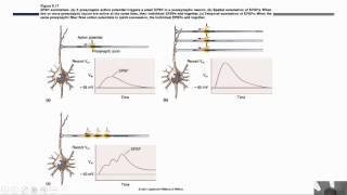 Synaptic Transmission and Neurotransmitters [upl. by Iahs181]