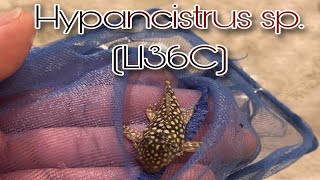 quotRAREquot HYPANCISTRUS SP L136 C Pleco’s [upl. by Sivie]