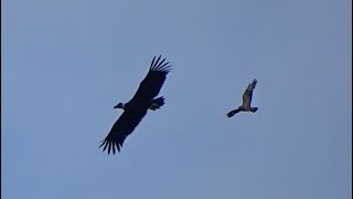 Sitting and flying Cinereous Vulture  Monniksgier [upl. by Ailecnarf]