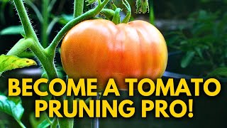 How to Prune Indeterminate Tomatoes amp Identify Suckers [upl. by Meadows903]