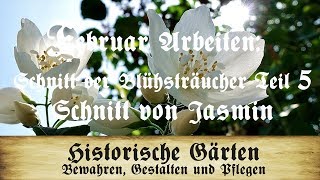 Arbeiten im Februar Blütensträucher schneiden TEIL 5 Schnitt von sommerblühendem Jasmin [upl. by Buffy290]