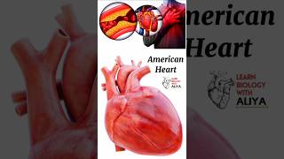 american heart animation 3d short  learn Biology with Aliya [upl. by Camey294]