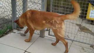 Dogs Trust Ilfracombe Benji the playful lab cross [upl. by Siclari]