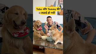 🐕Tobo और Tommy का जघडा  mini wood toy  woodworking art skill  hand crafts shorts pets [upl. by Acirem]