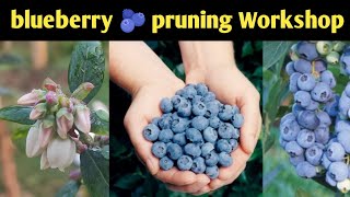 Blueberry pruning Workshop ll hotclimateblueberrynursery ll sphagnumpeatmoss [upl. by Maffa861]