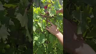 Growing GRAPEVINES  two quick tips shorts [upl. by Eiliab715]