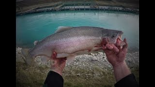 Twizel Canal Chromies [upl. by Alboran]