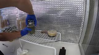 Inoculating Liquid Cultures from Agar [upl. by Dolhenty]