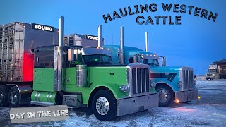 HAULING WESTERN CATTLE FROM SASKATCHEWAN TO ONTARIO  2 CUSTOM PETERBILTS HAULING CATTLE [upl. by Matrona]